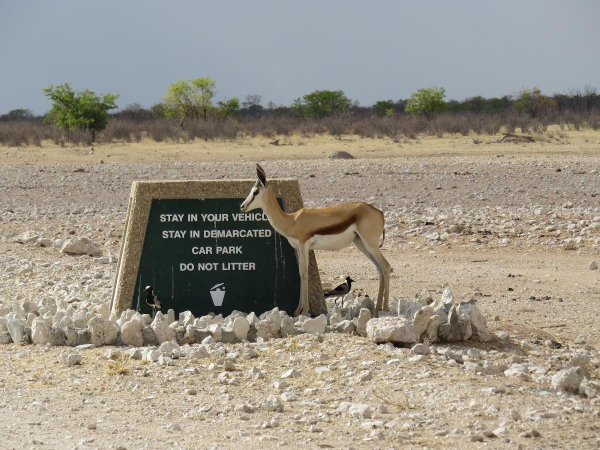 Etosha Safari Campsite Extérieur photo